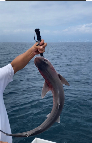 サメの釣果