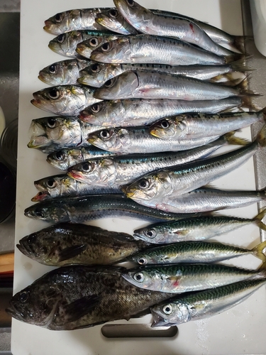 クロソイの釣果