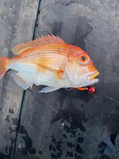 レンコダイの釣果