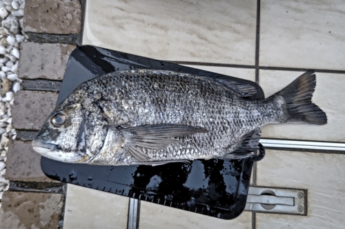 マハゼの釣果