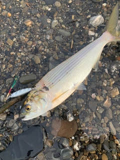 コノシロの釣果