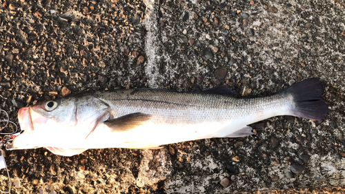 スズキの釣果