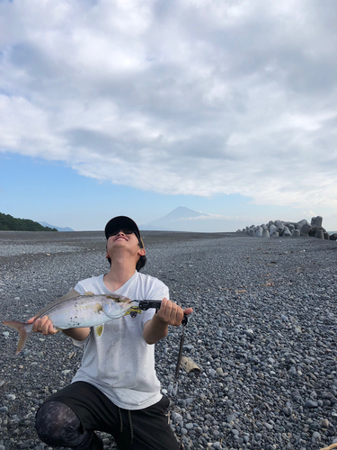 ショゴの釣果