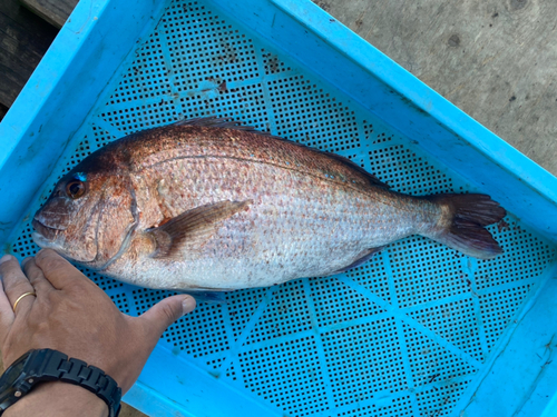 タイの釣果