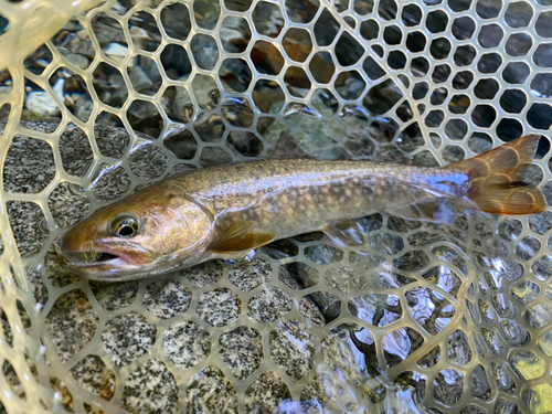 イワナの釣果