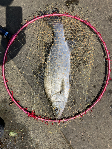 フッコ（ヒラスズキ）の釣果