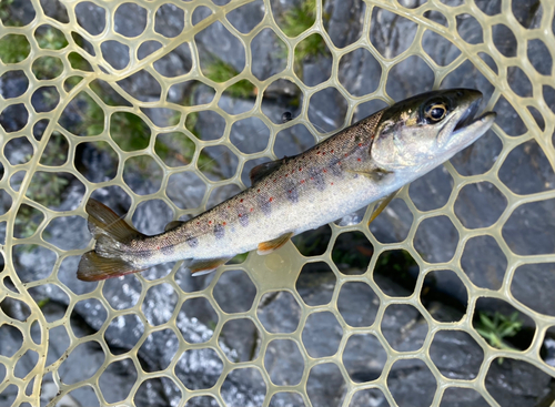 アマゴの釣果