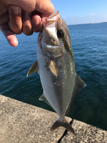 ショゴの釣果