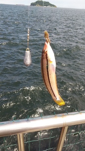 ベラの釣果