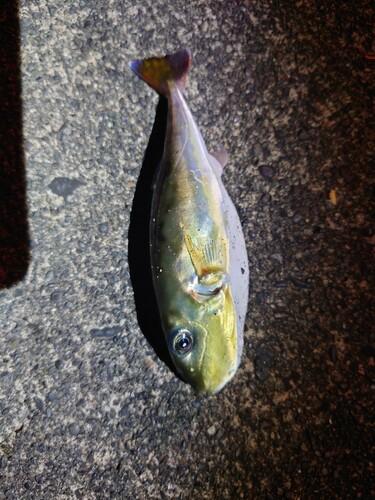 シロサバフグの釣果