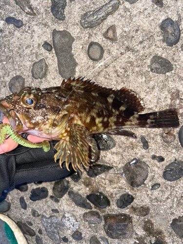 カサゴの釣果