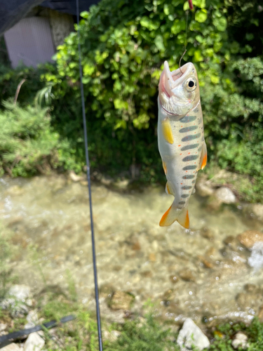 アマゴの釣果