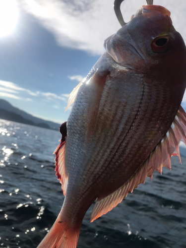 レンコダイの釣果