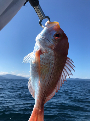 レンコダイの釣果