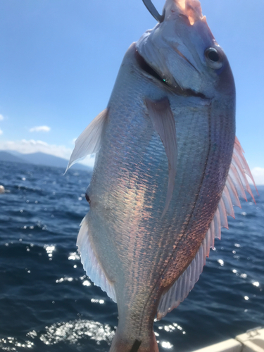 アマダイの釣果