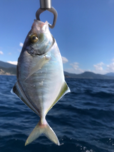 カイワリの釣果