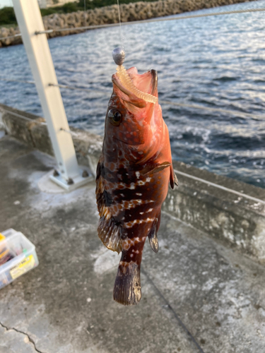 キジハタの釣果