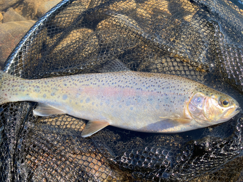 ニジマスの釣果