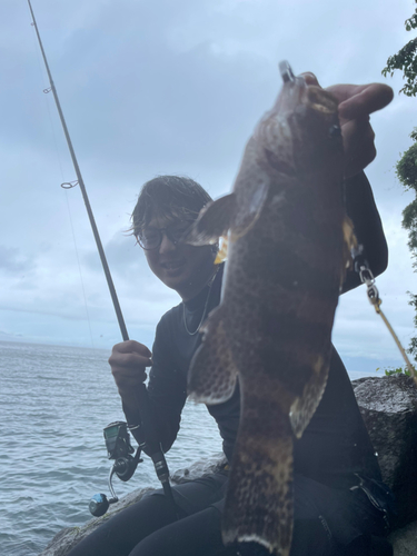 オオモンハタの釣果