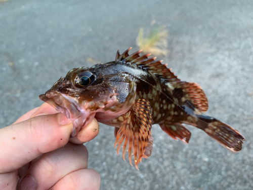 カサゴの釣果