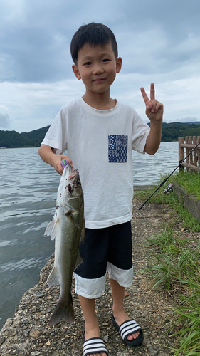 スズキの釣果