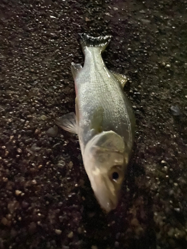 セイゴ（マルスズキ）の釣果