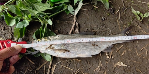 ワタカの釣果