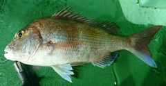 タイの釣果