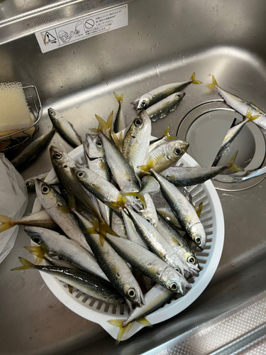 マルアジの釣果