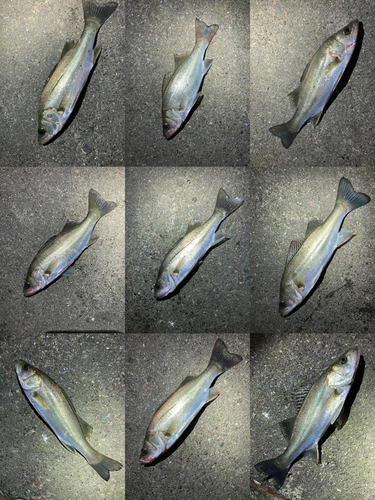 シーバスの釣果