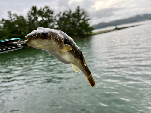 クサフグの釣果