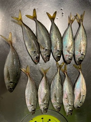 アジの釣果