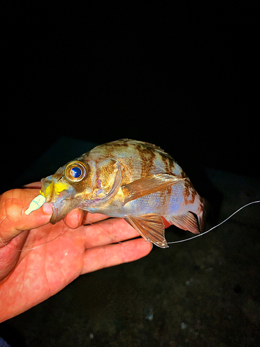 メバルの釣果