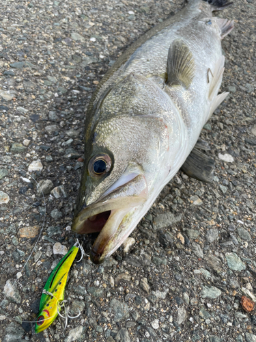 フッコ（マルスズキ）の釣果