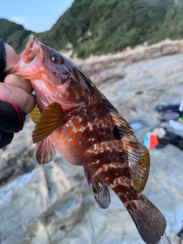 アコウの釣果