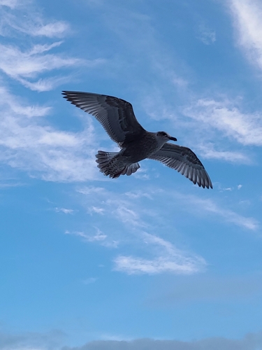 イカの釣果