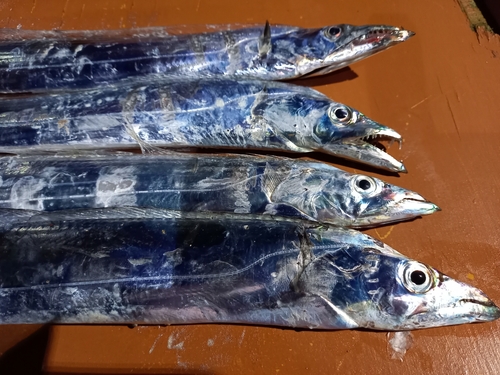 タチウオの釣果