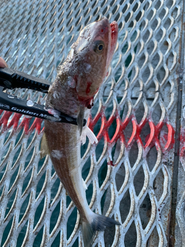 エソの釣果