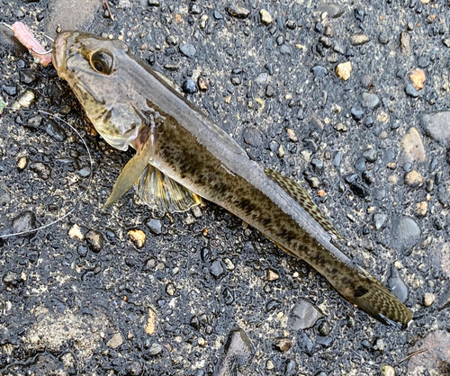 マハゼの釣果