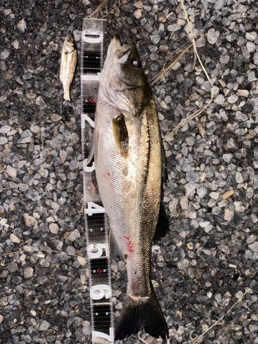 シーバスの釣果