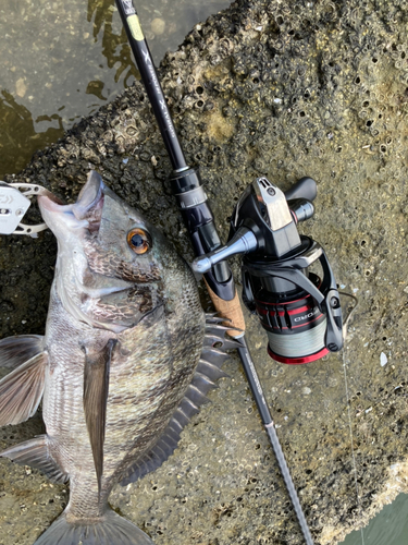 チヌの釣果