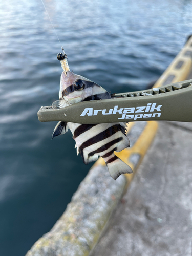 イシダイの釣果