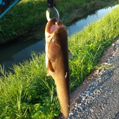 マナマズの釣果