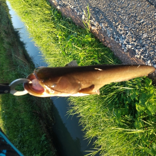 マナマズの釣果