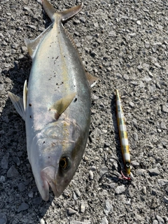 ショゴの釣果