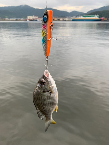 キビレの釣果