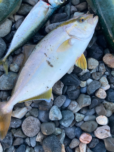 ショゴの釣果