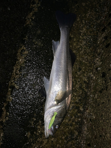 マルスズキの釣果