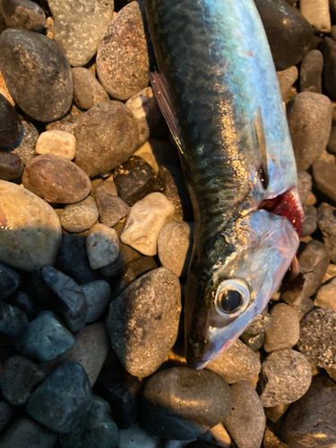 サバの釣果