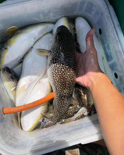 ショウサイフグの釣果